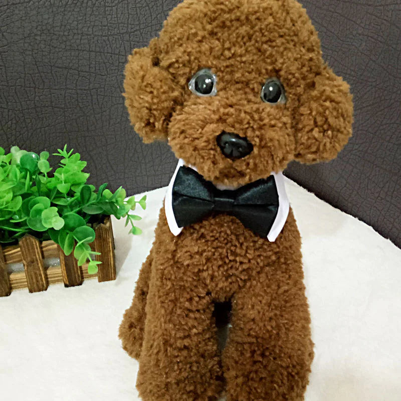 Collar con Corbatín para Perros y Gatos 🐶🐱🎀🐾