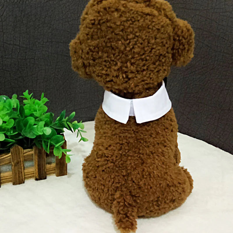 Collar con Corbatín para Perros y Gatos 🐶🐱🎀🐾